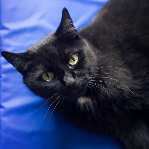 Covoras de racire pentru animale Navaris, 81 x 96 cm, albastru, 51183.01